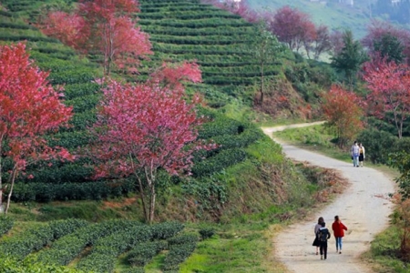 Chấp thuận chủ trương đầu tư dự án Khu đô thị sinh thái Đồi chè Ô Quý Hồ tại phường Sa Pa
