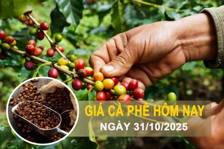 Giá cà phê hôm nay 31/10: Tăng mạnh, Lâm Đồng dẫn đầu với mức trên 116.700 đồng/kg