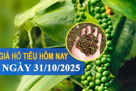 Giá tiêu hôm nay 31/10: Giao dịch quanh mức 144.000 - 146.000 đồng/kg