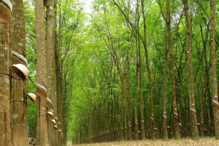 Giá cao su hôm nay 1/11: Thị trường lao dốc