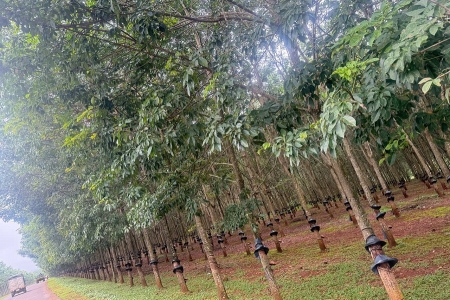 Giá cao su hôm nay 2/11: Kết thúc tuần giao dịch xu hướng giảm chiếm ưu thế