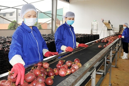 Xuất khẩu rau quả chế biến lập kỷ lục 1,34 tỷ USD: Dừa, chanh leo là động lực tăng trưởng