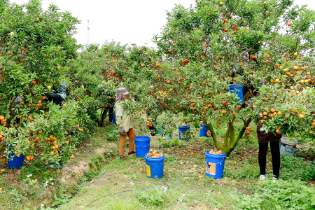 Bắc Ninh: Tập trung tiêu thụ cam, bưởi và sản xuất các giống khoai tây sạch bệnh