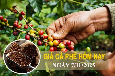 Giá cà phê hôm nay 7/11: Tiếp đà tăng, xuất khẩu lập kỷ lục mới