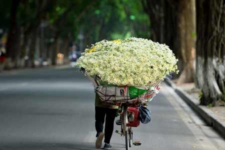 Hà Nội trong bản giao mùa của cúc họa mi và hoa sữa