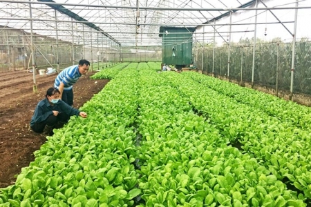 Hà Nội: Tăng cường kiểm soát an toàn thực phẩm, phát triển nông nghiệp bền vững