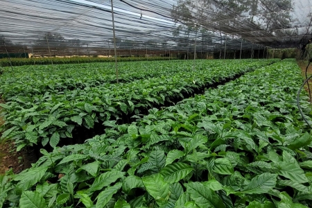 HAGL đầu tư 30 triệu cây giống cà phê, mở rộng 10.000ha vùng nguyên liệu tại Việt Nam và Lào