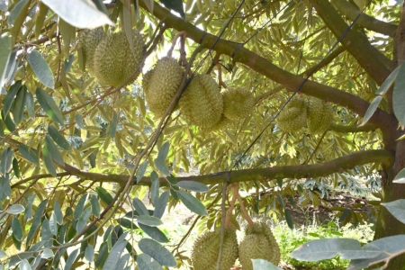 Tây Ninh: Đẩy mạnh phát triển khoa học, công nghệ, chuyển đổi số trong lĩnh vực nông nghiệp và môi trường