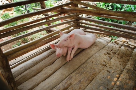 Vĩnh Long thành lập 20 chốt chặn kiểm soát phòng, chống dịch tả lợn châu Phi