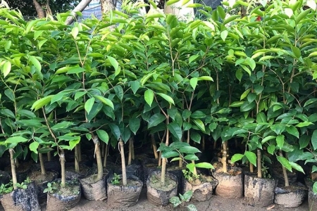 Lạng Sơn tăng cường quản lý, tuyên truyền việc trồng các loại cây nhập lậu, không rõ nguồn gốc