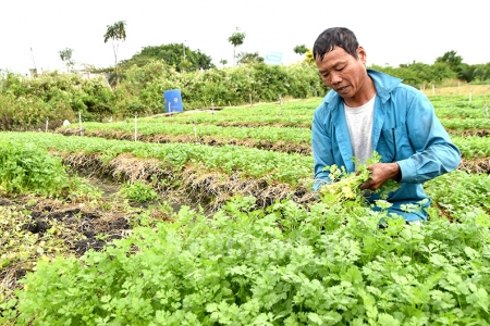 Phường Phú Thượng – Làng nghề rau sạch của Thủ đô Hà Nội