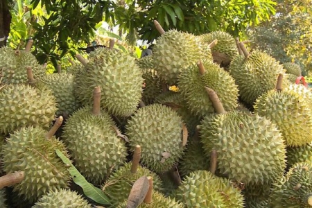 Liệu sầu riêng có thể trở thành “quốc quả” chính thức của Malaysia trong tương lai gần?