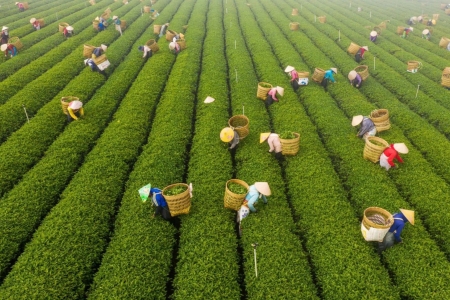 Lâm Đồng: Công bố chuỗi sự kiện Lễ hội Trà quốc tế 2025