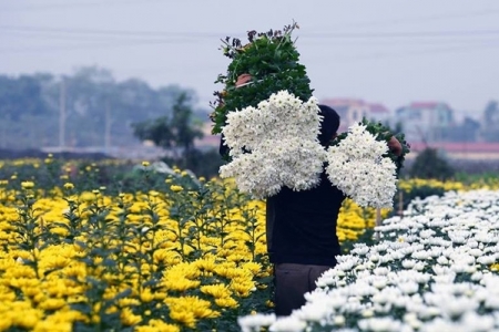 Tây Tựu – Sắc hoa và sức sống mới của làng nghề trăm năm