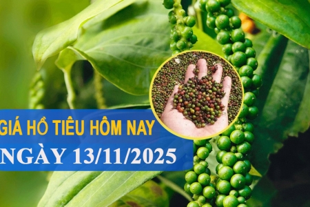 Giá tiêu hôm nay 13/11: Giảm nhẹ tại Đắk Lắk và Lâm Đồng