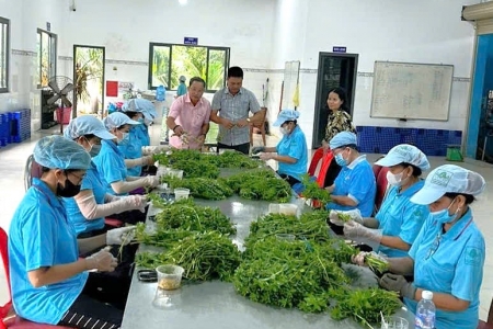 Tây Ninh sẽ có 540 hợp tác xã trong năm 2025