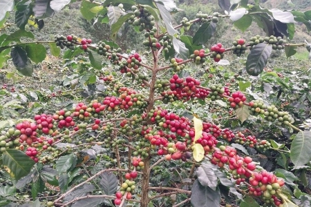 Điện Biên công nhận 40.200 cây cà-phê chè Catimor là cây đầu dòng tại Quài Tở