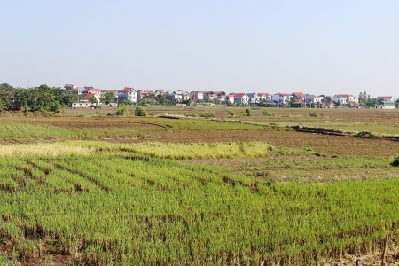 Bắc Ninh thực hiện chuyển đổi cơ cấu cây trồng, vật nuôi trên đất trồng lúa