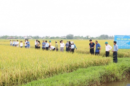 Ngành nông nghiệp triển khai Đề án sản xuất giảm phát thải lĩnh vực trồng trọt 