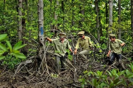 Lâm nghiệp: Phát triển thị trường tín chỉ carbon từ định danh lô rừng