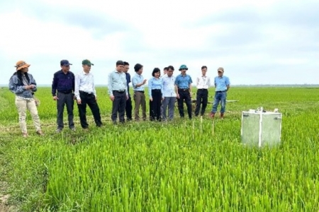 Lúa Quảng Trị nâng cao năng suất nhờ công nghệ tưới ngập khô xen kẽ
