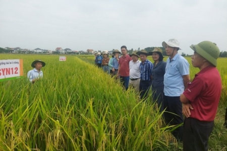 Nghệ An quyết tâm đạt 708.850 tấn lương thực vụ Xuân 2026