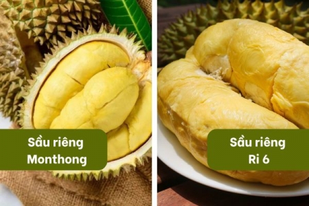 So sánh sầu riêng Monthong (Thái) và Ri6 (Việt): Sự khác biệt cốt lõi về hương vị và kết cấu