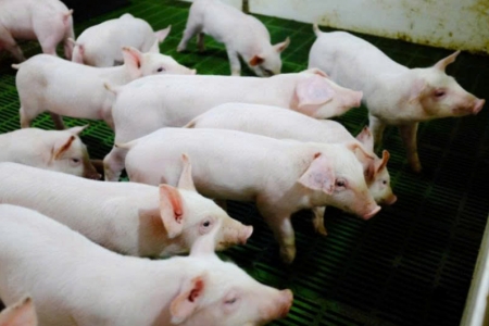 Nông nghiệp Hòa Phát (HPA) chuẩn bị chào bán 30 triệu cổ phiếu lần đầu ra công chúng