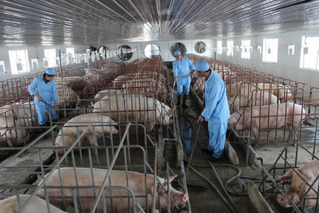 Ninh Bình tập trung khoanh vùng, xử lý dứt điểm các ổ dịch tả lợn châu Phi