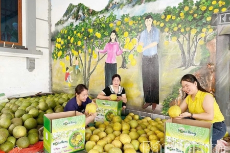 Nông nghiệp Phú Thọ hướng tới đột phá nhờ các mô hình liên kết hiệu quả