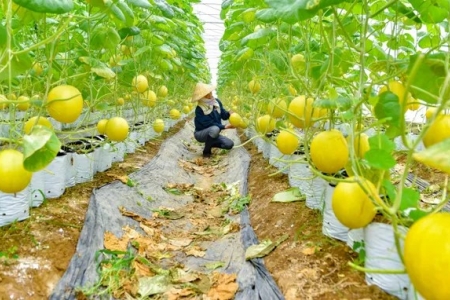 Thanh Hóa xây dựng 24 mô hình khuyến nông trong năm 2026