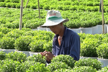 Đồng Tháp: Nông dân làng hoa Sa Đéc chăm sóc hoa phục vụ Festival Hoa - Kiểng