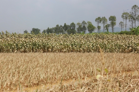 Lào Cai thích ứng nông nghiệp với mưa lũ bằng cơ cấu cây trồng linh hoạt