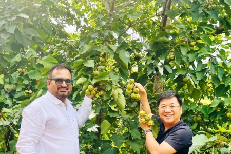 Mô hình kinh tế xanh từ cây trẩu mở hướng thoát nghèo bền vững ở vùng cao Quảng Trị