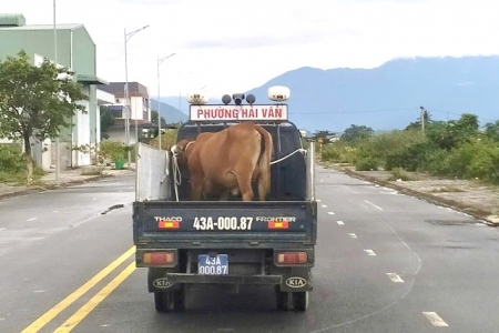 Đà Nẵng: Phường Hải Vân ra quân dẹp bỏ vấn nạn trâu, bò thả rong còn tồn tại