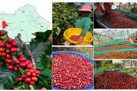 Bảo hộ chỉ dẫn địa lý “Khe Sanh” cho sản phẩm cà phê