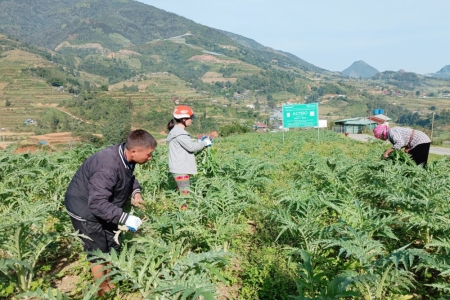 Lào Cai nâng tầm y học cổ truyền, phát triển dược liệu gắn với du lịch