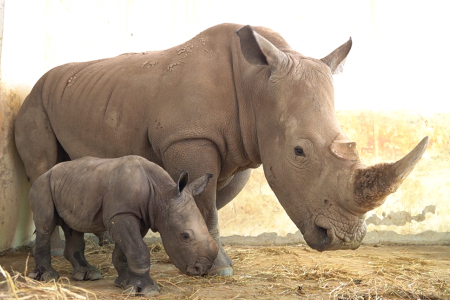 Tây Ninh ngăn chặn hành vi vi phạm liên quan đến bảo vệ động vật hoang dã và nguồn lợi thủy sản