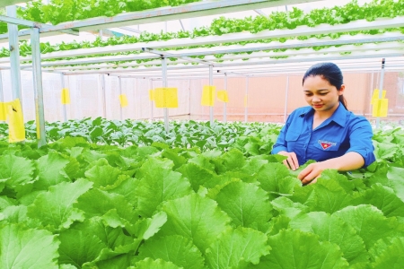 Hà Nội đẩy mạnh sản xuất rau an toàn ứng dụng công nghệ cao đến năm 2030