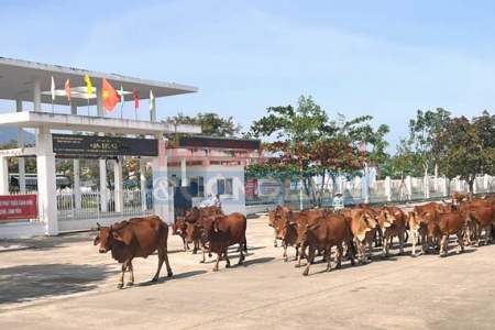 Trung Nam Land: Triển khai kế hoạch phòng chống nạn trâu, bò thả rong tại Khu đô thị sinh thái Golden Hills