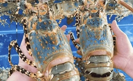 Xuất khẩu tôm hùm Việt Nam đạt kỷ lục 712 triệu USD trong 10 tháng