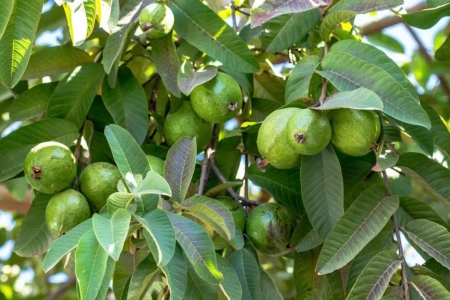 Công dụng tuyệt vời của loại lá quý, nhưng nhiều người vẫn bỏ phí