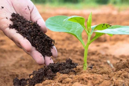 Doanh nghiệp phân bón quý 3 khởi sắc nhờ giá ure tăng và VAT 5% có hiệu lực