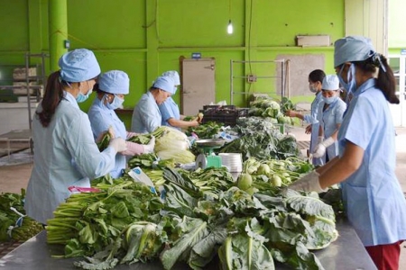 Xuất khẩu nông sản sang Nhật Bản: Doanh nghiệp cần chủ động tháo gỡ rào cản