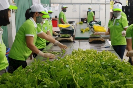 Hà Nội: Hiệu quả từ triển khai mô hình sản xuất rau an toàn