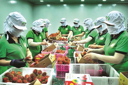 Giữ vững thị phần nông sản Việt Nam tại Trung Quốc trong bối cảnh cạnh tranh mới