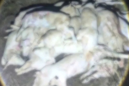 Công an Khánh Hòa phát hiện hơn 300 con heo chết và heo nghi bệnh tại cơ sở giết mổ chui