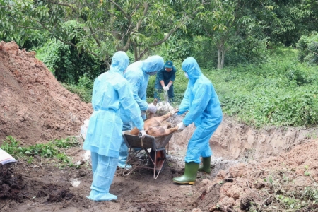 Đắk Lắk: Phát hiện hàng trăm con lợn chết tại một cơ sở giết mổ