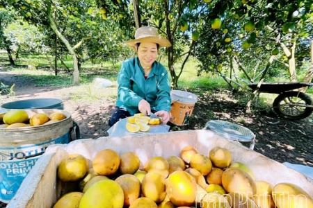 Phú Thọ bứt phá từ nền nông nghiệp xanh và hiện đại