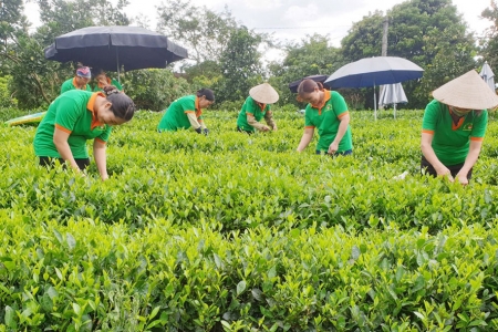 Kinh tế tập thể – Sức bật mới cho nông thôn Việt Nam